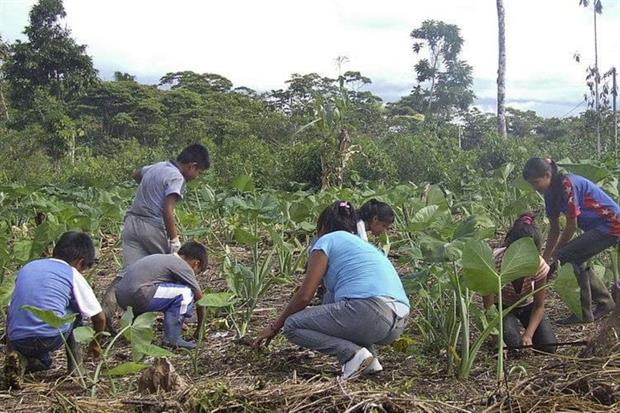 Donne e bambini Shuar coltivano un campo di “papa china”, un tipo di tubero