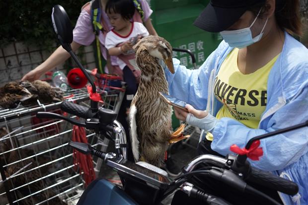 Animali vivi e senzienti venduti in un wet market cinese e trasportati senza alcun riguardo, come fossero oggetti