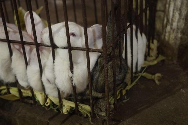 Conigli ammassati nelle gabbie nei wet market cinesi: quelli ancora vivi accanto a quelli agonizzanti o già morti