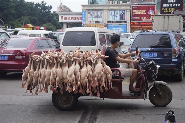 Il trasporto degli animali macellati nei wet market cinesi
