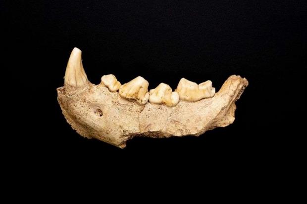 Un frammento di mandibola ritrovato nella Grotta Guattari al Circeo