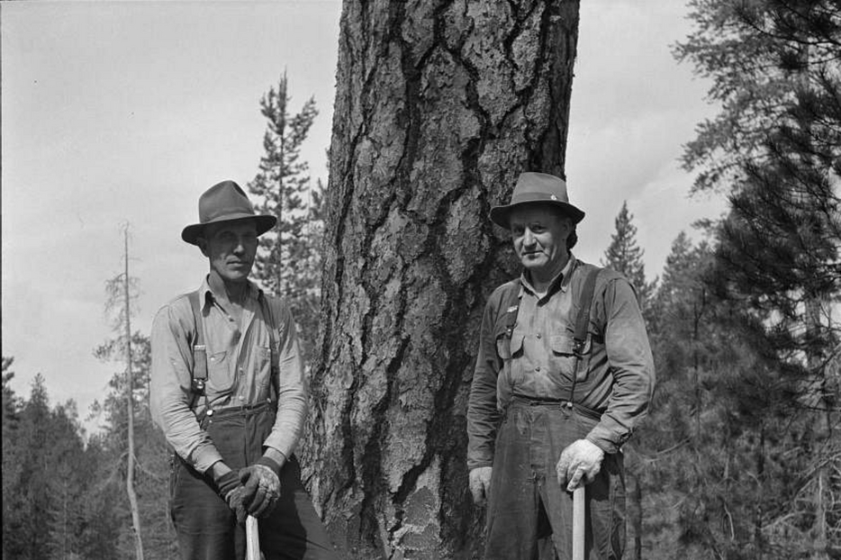 Taglialegna stanno per iniziare ad abbattere un albero nella Malheur National Forest. Grant County, Oregon, 1942