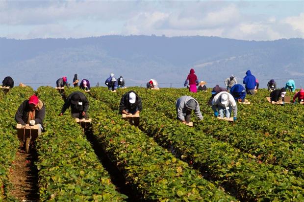 Braccianti stranieri al lavoro nell'Agro Pontino