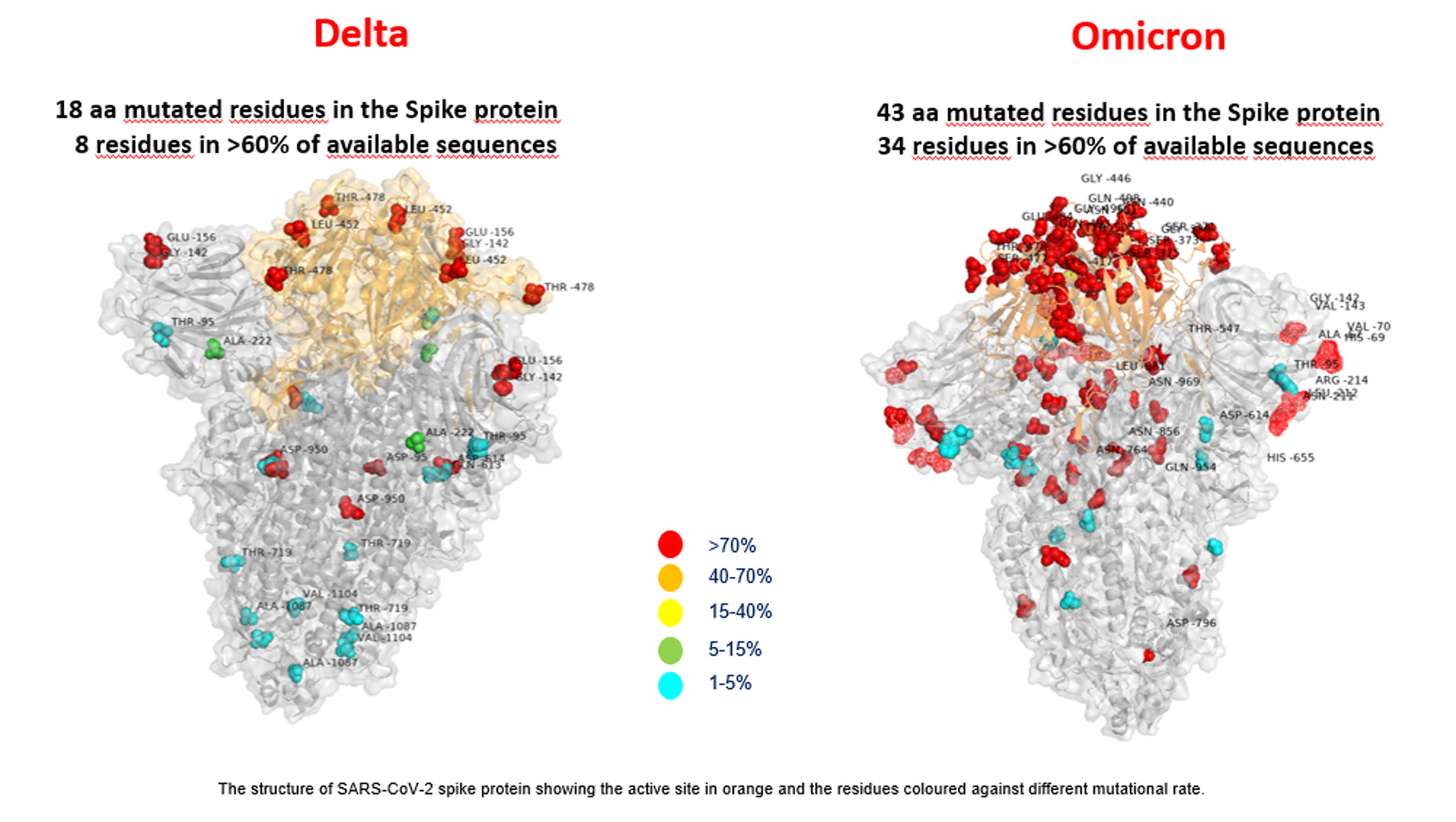 Questa è la prima foto al mondo della variante Omicron, realizzata nell’area di ricerca di Medicina Multimodale del Bambino Gesù. La foto mostra la struttura della proteina spike della variante Omicron, a destra, e della variante Delta, a sinistra, rispetto alla spike originale di Sars CoV-2. Omicron ha molte più mutazioni di Delta, concentrate in una zona che interagisce con le cellule umane