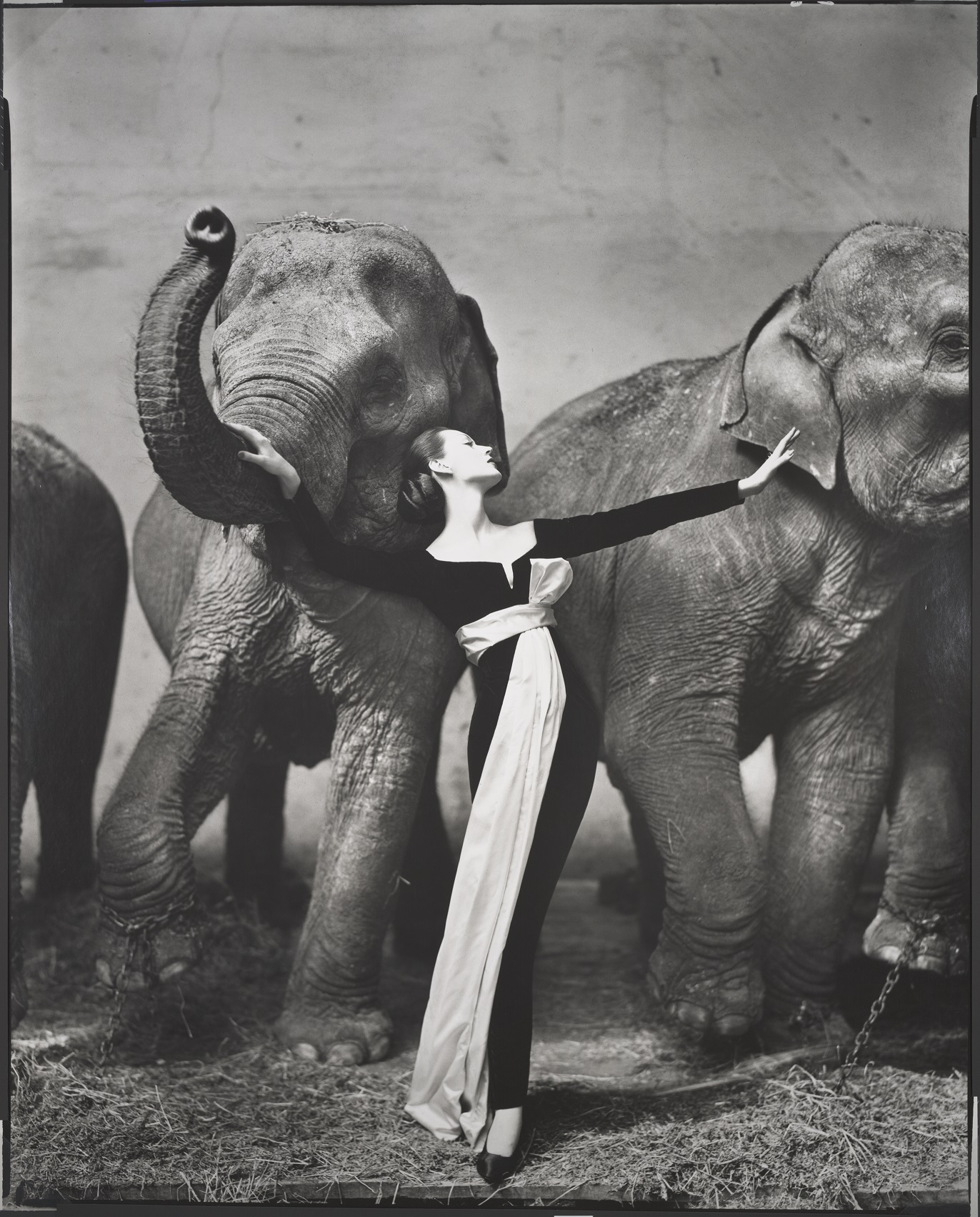 Uno degli scatti più celbri di Richard Avedon, 'Dovima con gli elefanti, abito da sera Dior', Parigi 1955