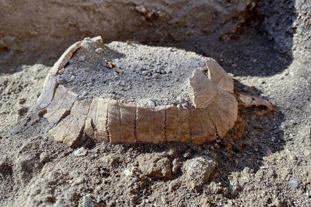 La tartaruga trovata a Pompei