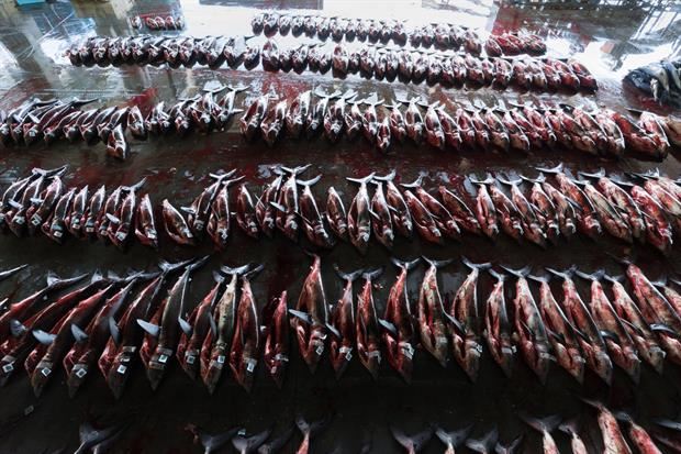 Kesennuma (Miyagi) - 2018.  Squali allineati al suolo al mercato del pesce, motore economico della città che rifornisce un indotto che dà lavoro all’80% della popolazione. Gli squali sono particolarmente ricercati per la pinna dorsale, a scopo gastronomico, e per il collagene che se ne ricava, utilizzato nella cosmesi