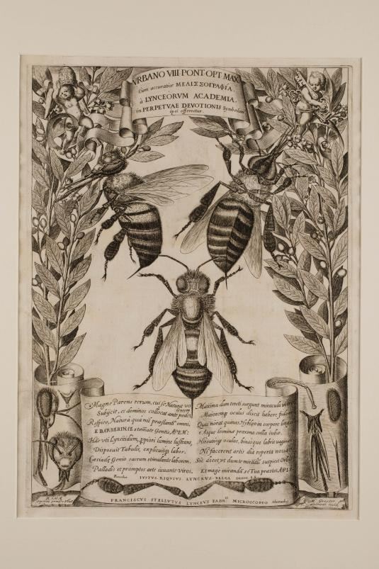 Matthäus Greuter “Melissographia” Roma, 1625