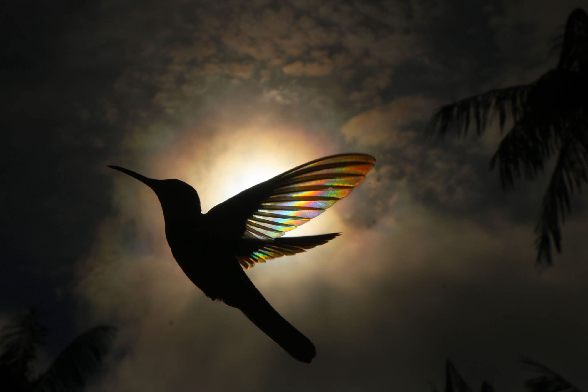 L'arcobaleno fra le ali di un colibrì nero. Una delle immagini del fotografo australiano Christian Spencer in 'Birds. Poetry in the Sky' (teNeues Publishing Uk)