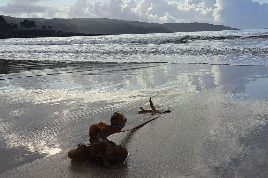 Sull'Atlantico, alghe giganti lasciate dalla marea