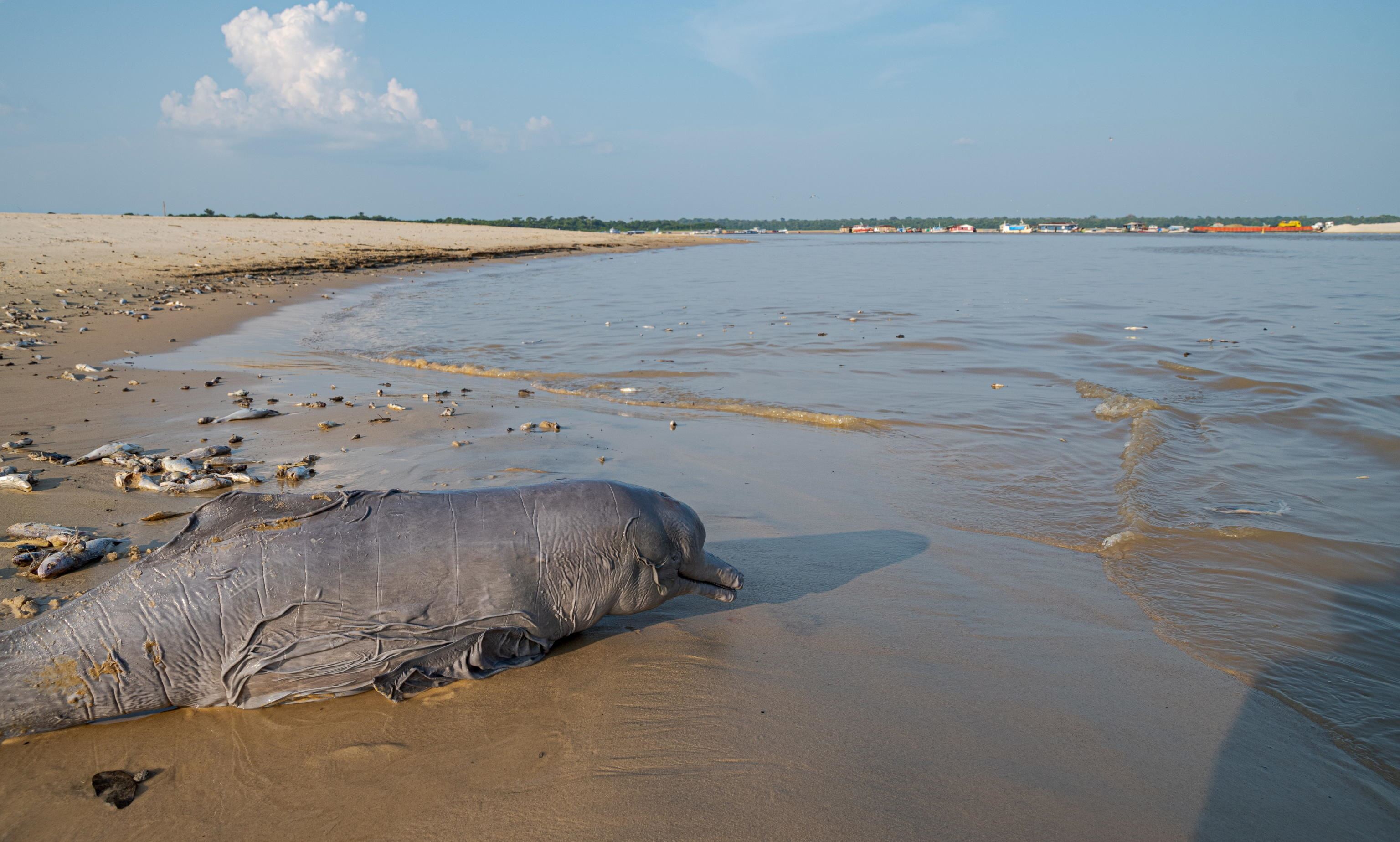 I cadaveri di oltre 125 delfini si sono ammassati sulle rive del lago Tefé