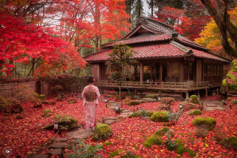 Una signora in abito tradizionale si reca in un tempio nella periferia di Kyoto, in giappone, per osservare l’esplosione di colori dei nomini, gli aceri giapponesi