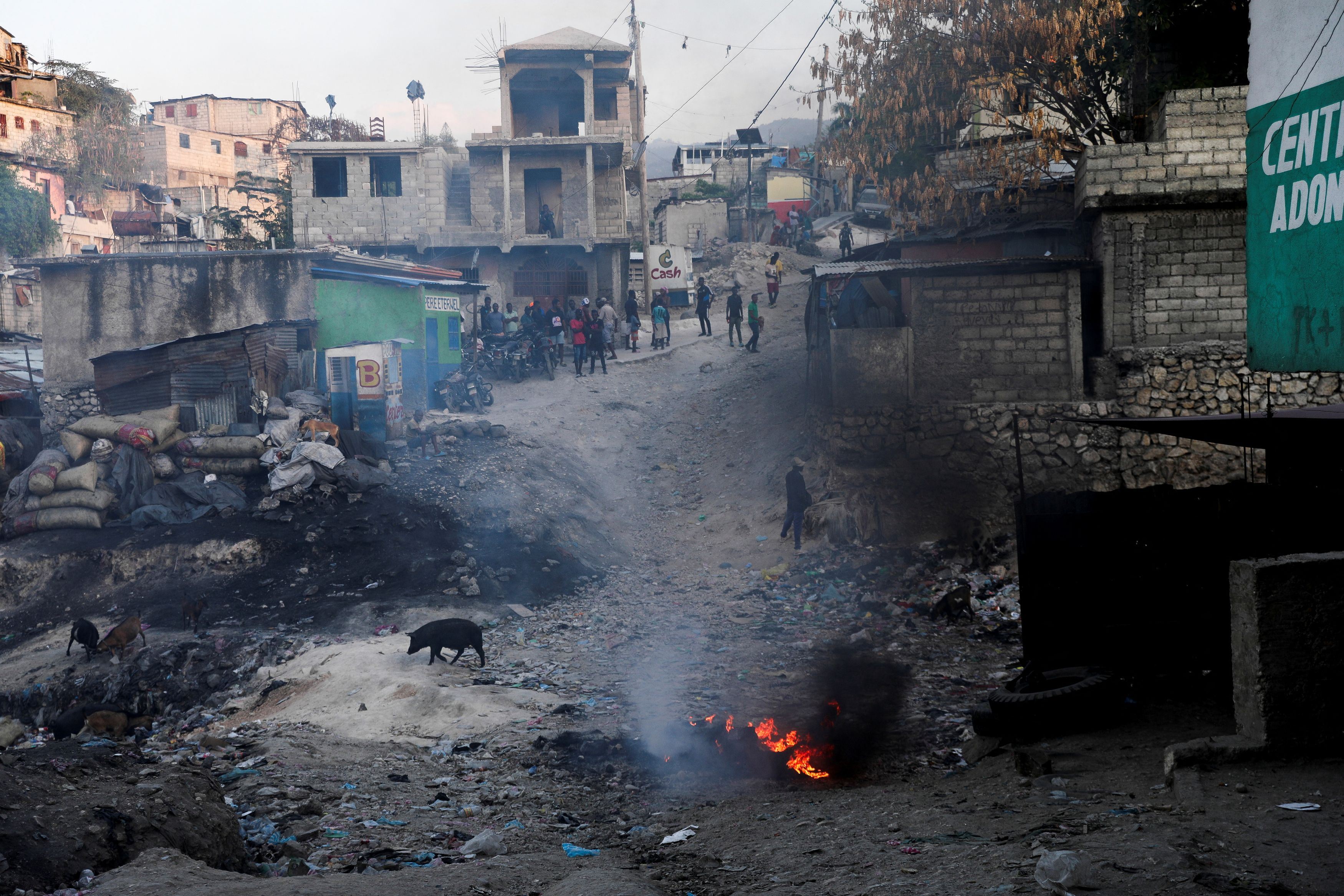 Maiali per le strade di Port-au-Prince dilaniate dalla violenza delle gang
