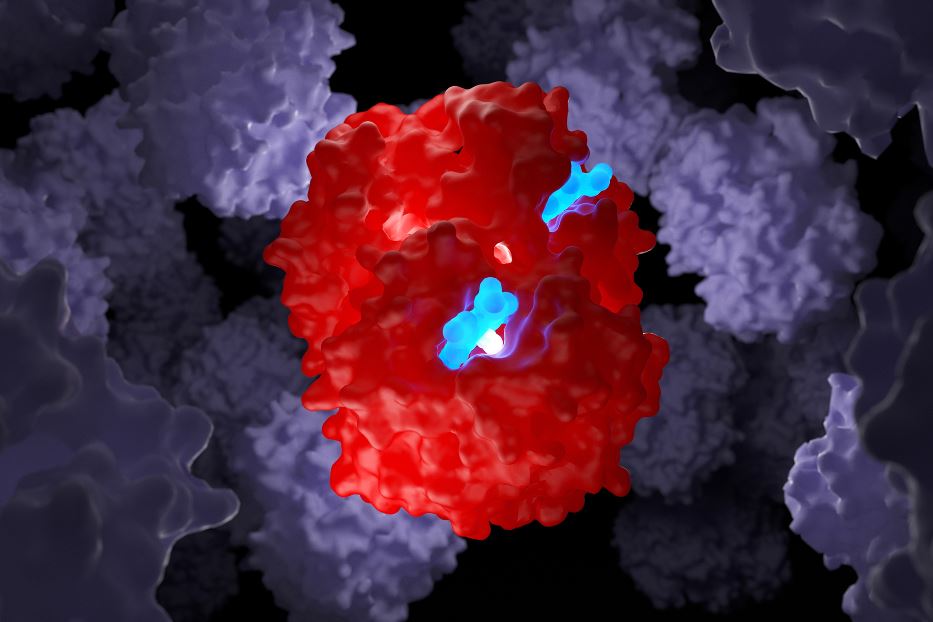 Molecola di emoglobina in 3D