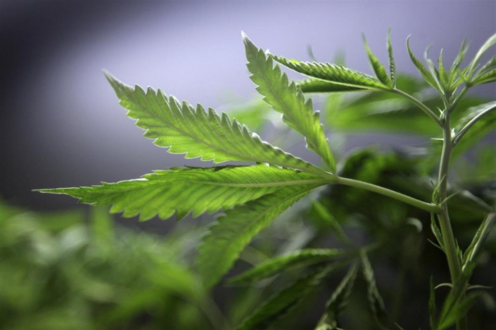 Consulta, coltivare la Cannabis resta reato