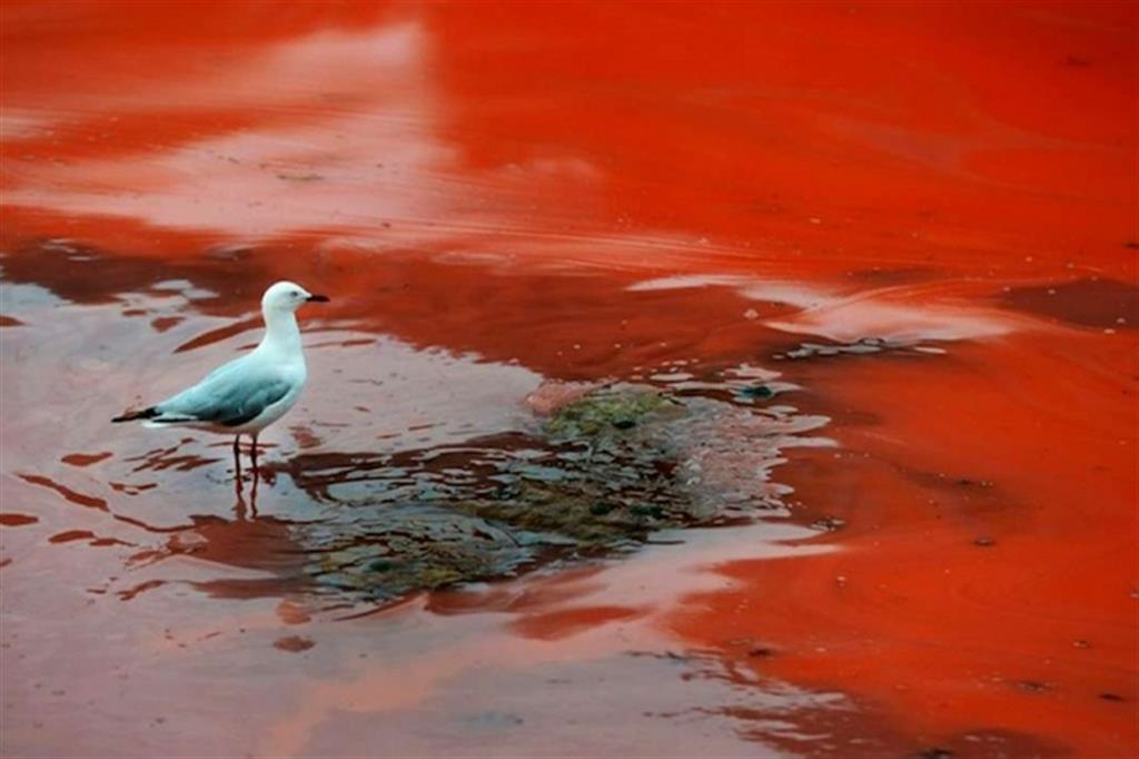 La «marea roja» che soffoca il Cile 