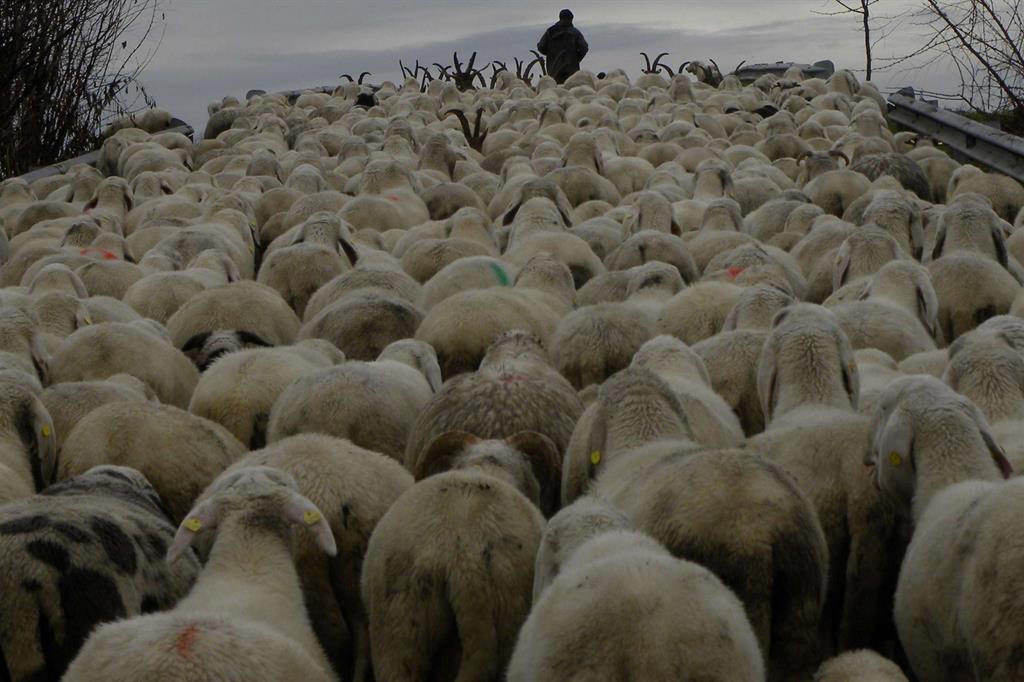 Le foto deI mondo lontano dei pastori