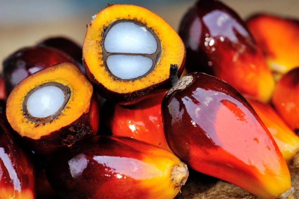 I frutti da cui si ricava l'olio di palma
