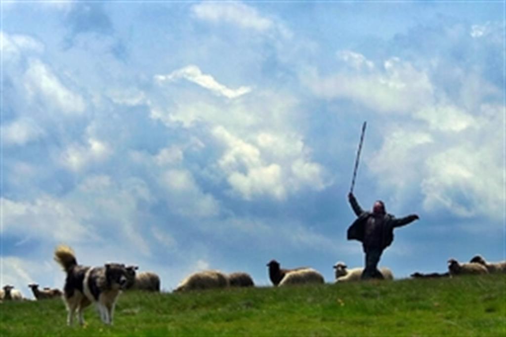 Boom di giovani pastori 