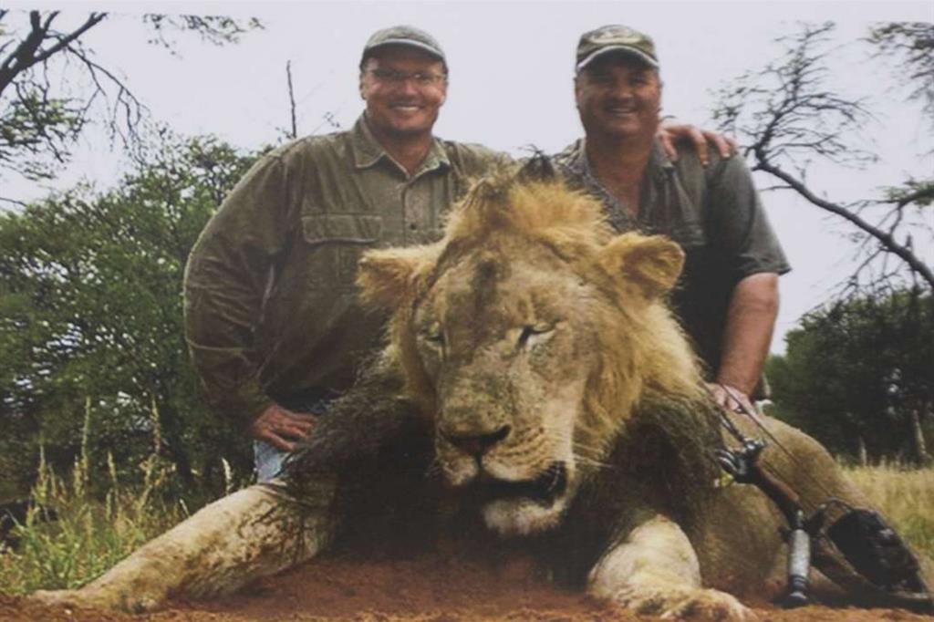 Il leone Cecil, simbolo protetto della natura dello Zimbabwe abbattuto. Nessuno pagherà