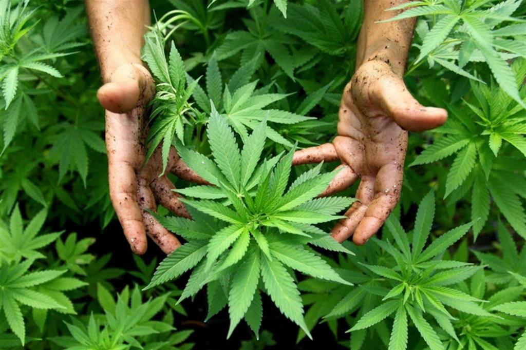 Cannabis, iniziata la discussione alla Camera 