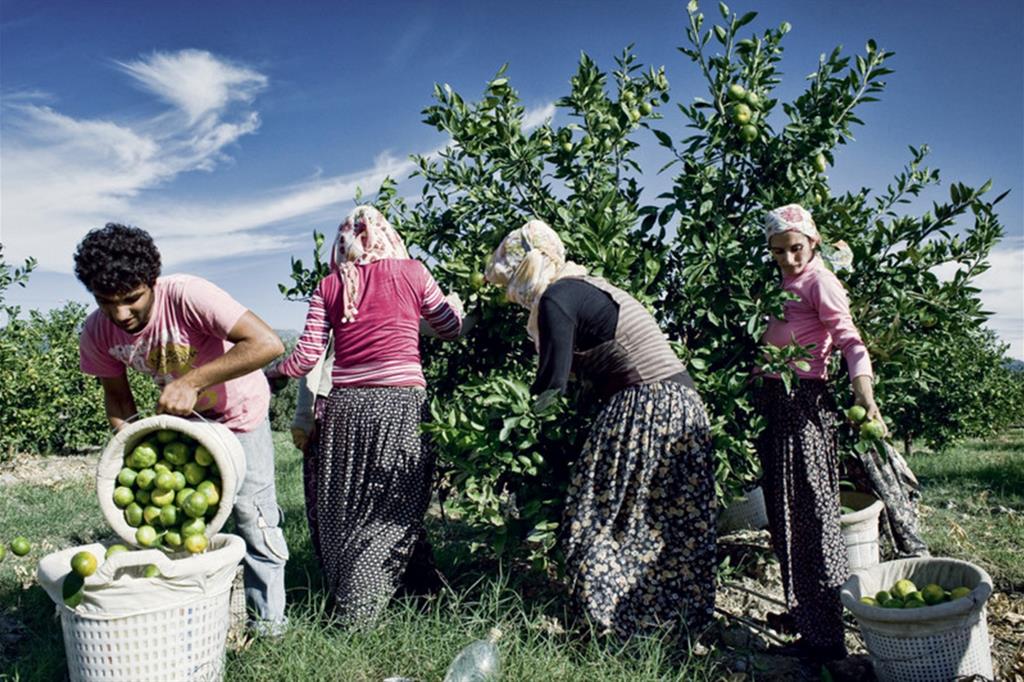La raccolta delle mele a Iskenderun: l'inchiesta ha portato alla scoperta di utilizzo di bambini in età scolare nel lavoro dei campi