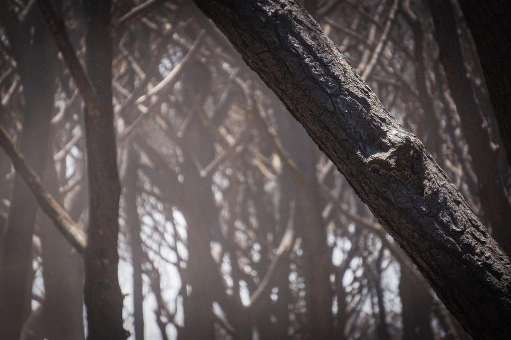 Una pineta interamente carbonizzata nel Parco nazionale del Vesuvio - 