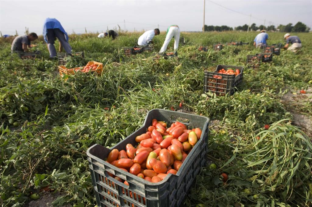 Furti e rapine, l'agricoltura in Puglia è sotto scacco delle agromafie