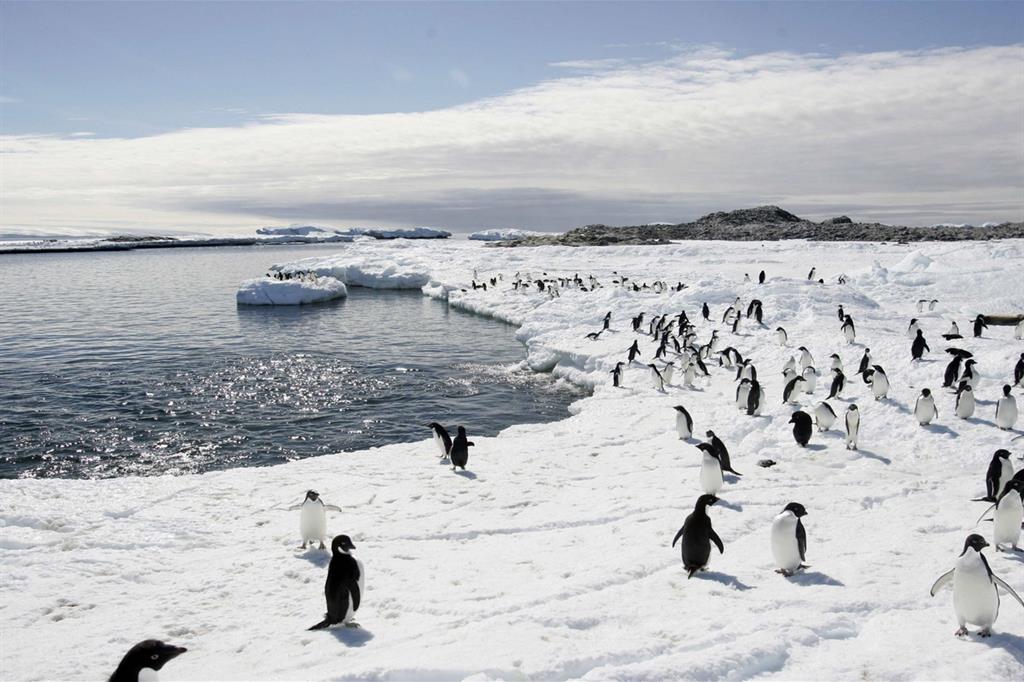 Disastrosa stagione riproduttiva per i pinguini Adelia dell'Antartide