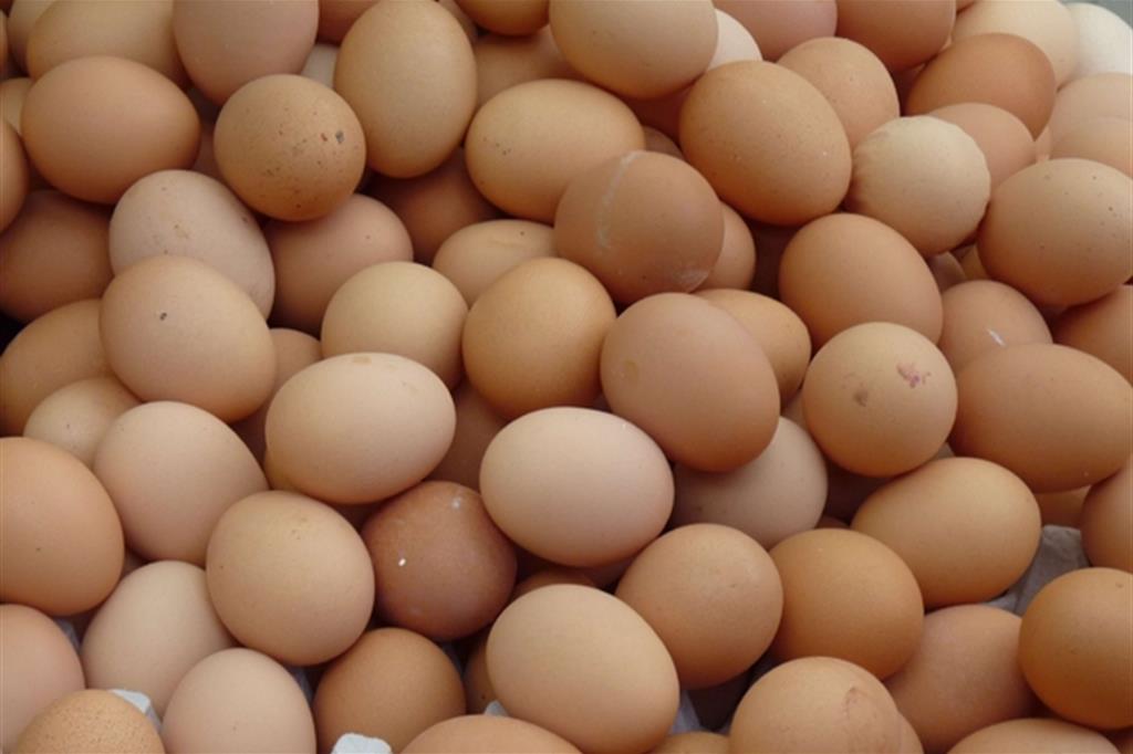 Uova contaminate arrivate in Italia. Ministero: ma non distribuite