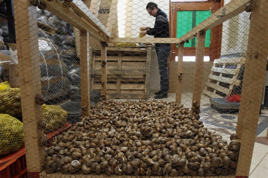 La corsa degli allevatori di lumache. I leader del settore sono a Palermo