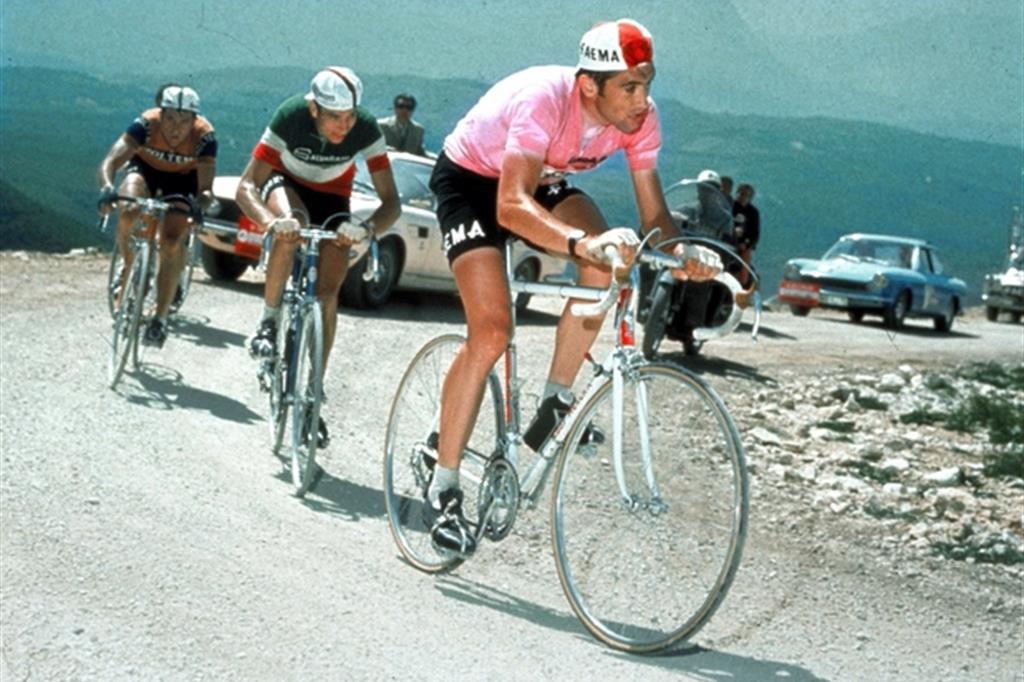 Eddy Merckx in rosa seguito da Felice Gimondi