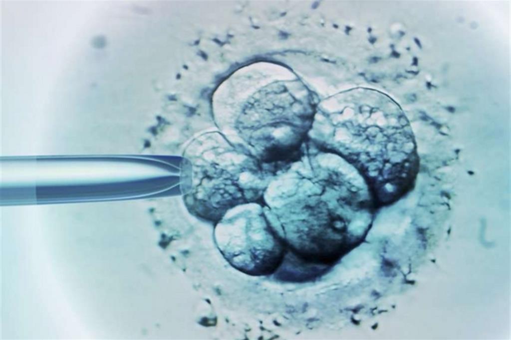 Sintetici o modificati, ecco i «nuovi» embrioni