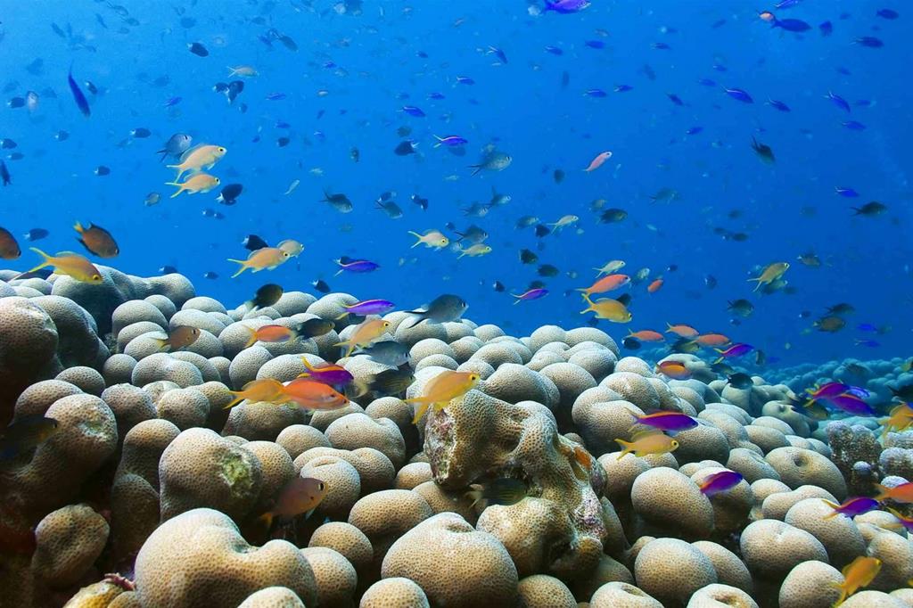 La barriera corallina in una foto di Jan (Arny) Messersmith (Flickr, https://flic.kr/p/7ZBKP9)