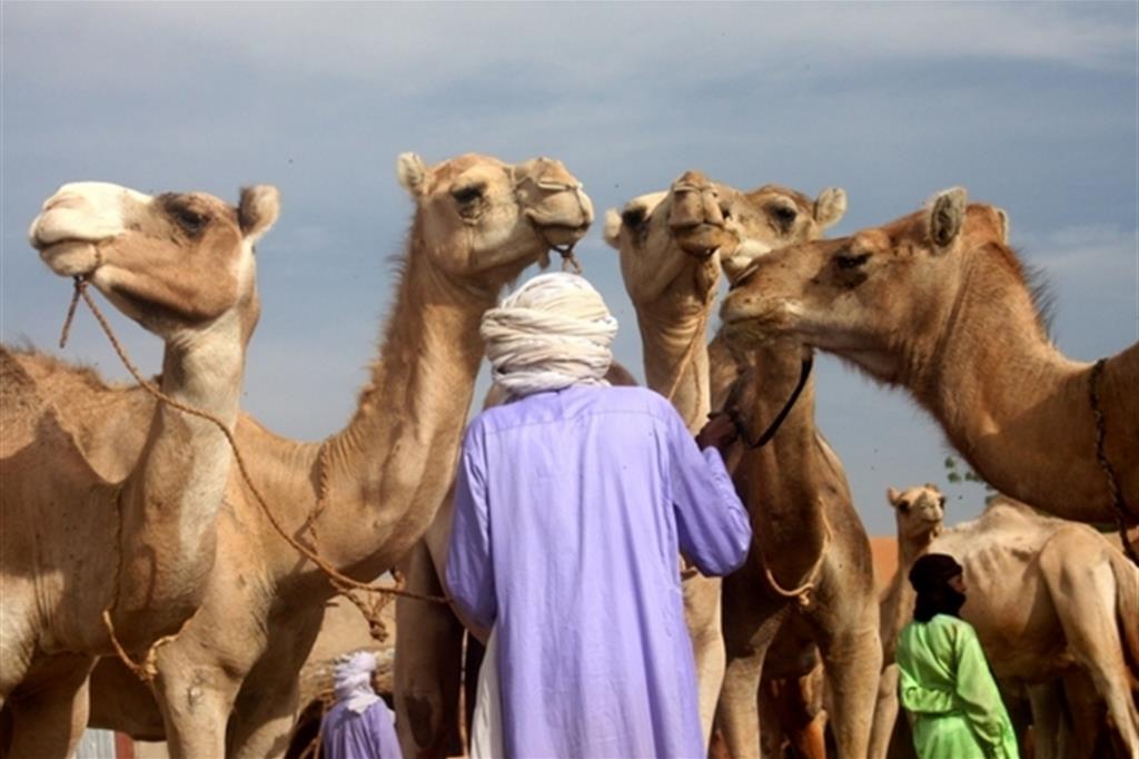 Espulsi dall'Arabia Saudita anche i cammelli