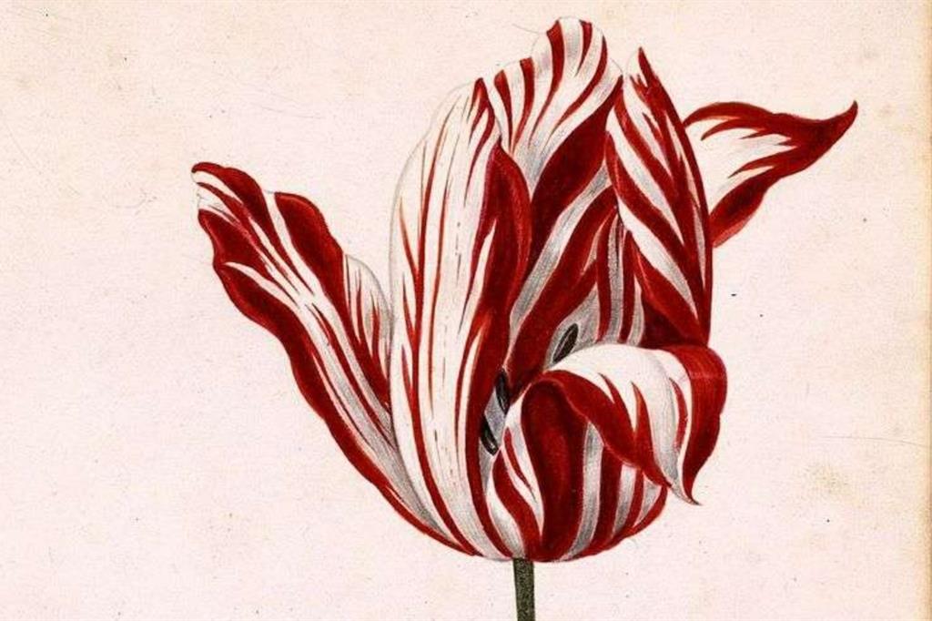 Un tulipano Semper Augustus in un acquarello tratto da un antico libro di botanica