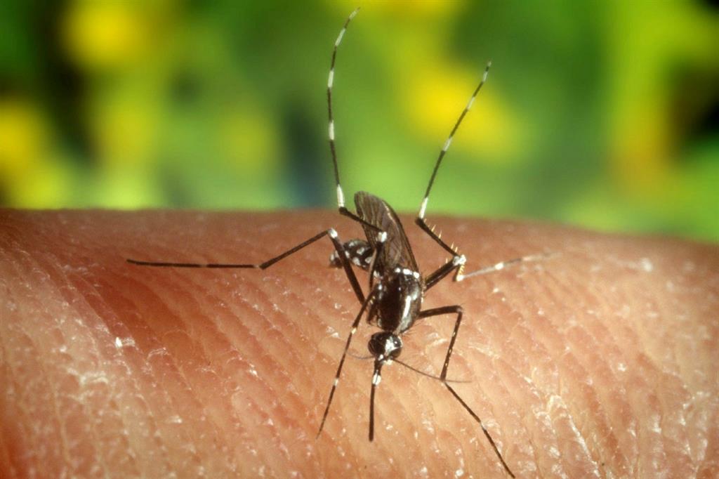 La zanzara Anopheles quadrimaculatus, tra le specie portatrici del virus della malaria (U.S. Centers for Disease Control and Prevention)