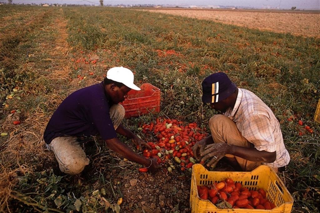 Braccianti africani al lavoro nei campi