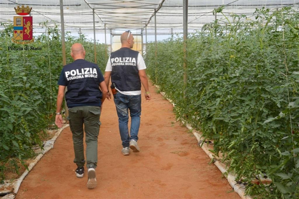 'operazione condotta dagli uomini della Polizia di Stato di Ragusa che hanno arrestato in flagranza di reato, per sfruttamento di braccianti agricoli per la raccolta di pomodori, due imprenditori di Vittoria (Foto della Polizia di Stato)