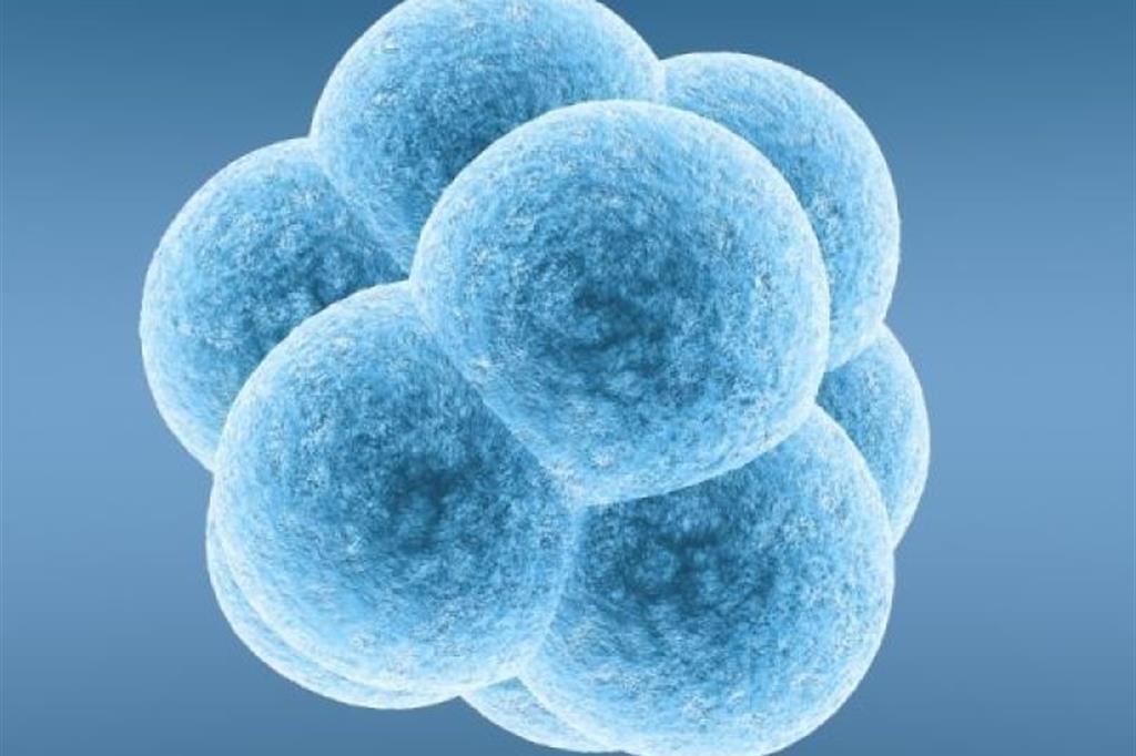 La scienza conferma: da subito nell'embrione il progetto di una persona