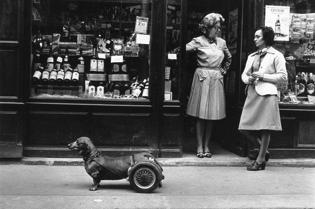 Robert Doisneau, Un chien à roulettes, 1977 © Atelier Robert Doisneau
