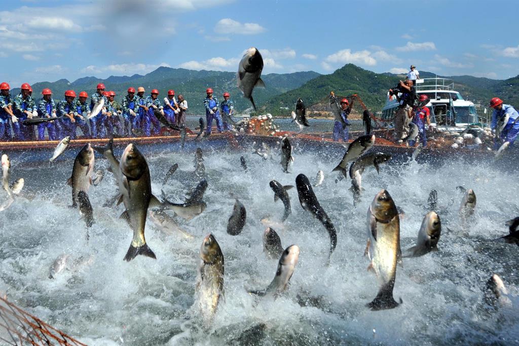 La Cina alla guerra del pesce
