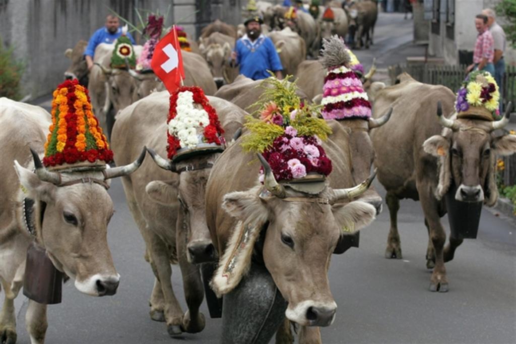 In Svizzera si vota sulle corna delle mucche