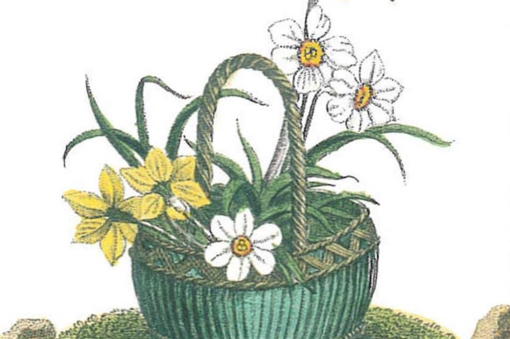 Narciso, particolare di una tavola dal libro "La botanica de' fiori dedicata al bel sesso" (1827)