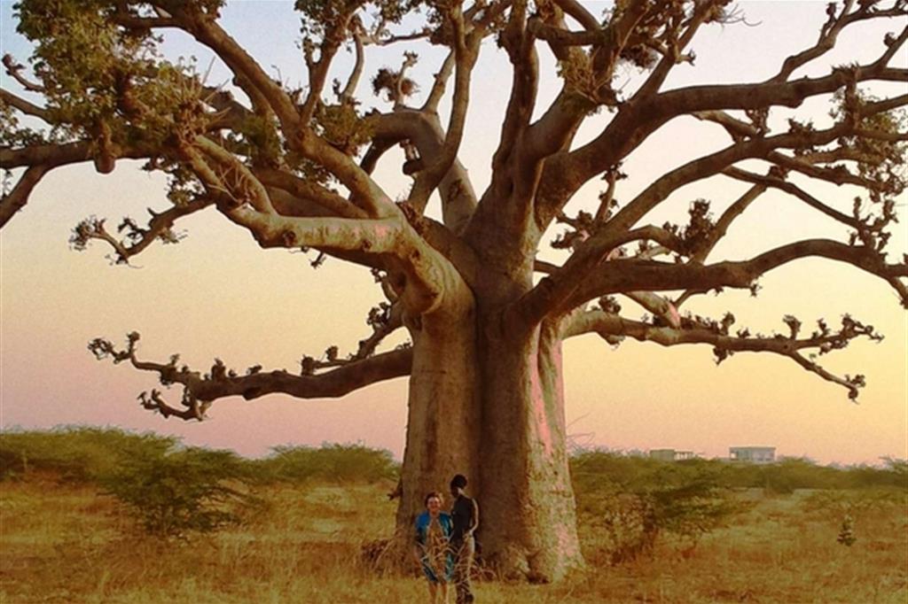 Un baobab nella savana senegalese