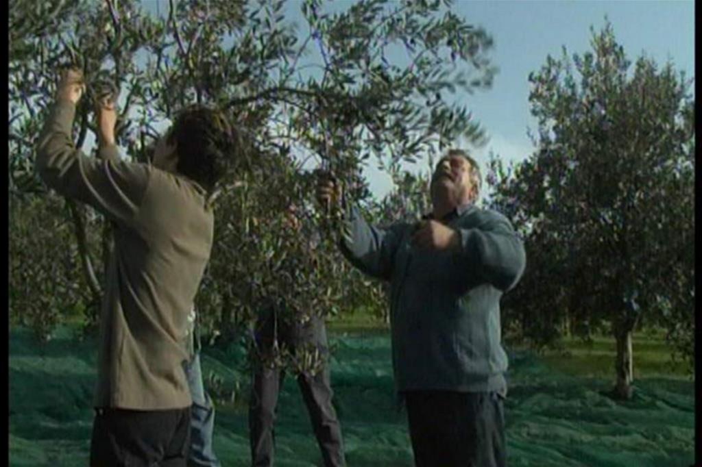 L'olivicoltura fa sistema