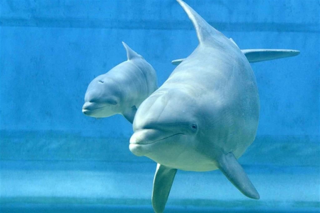 «Via libera al bagno coi delfini». Ambientalisti in rivolta