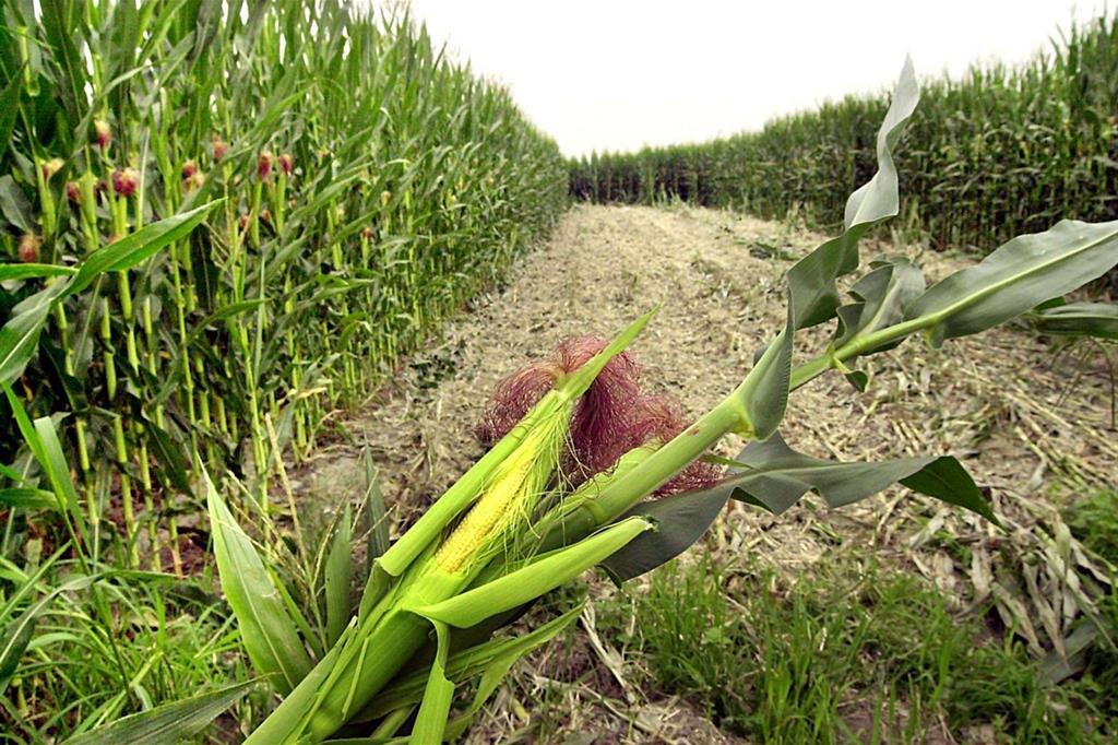 Una foto dall'archivio Ansa di una coltivazione di mais Ogm nel Pinerolese