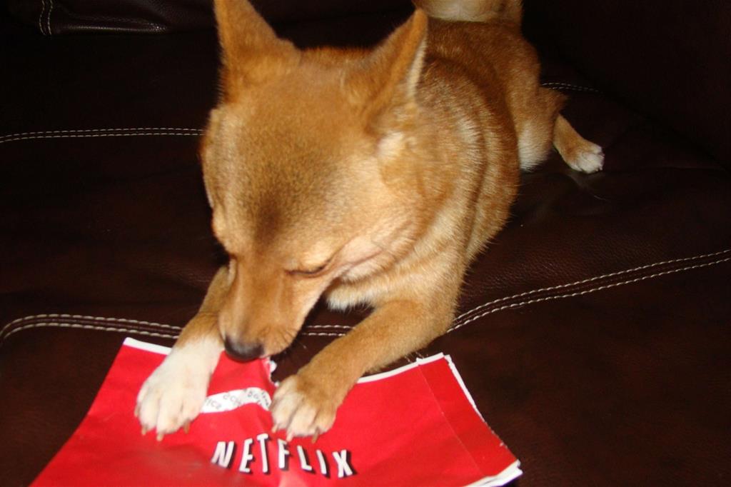 Un cane divora una busta promozionale di Netflix