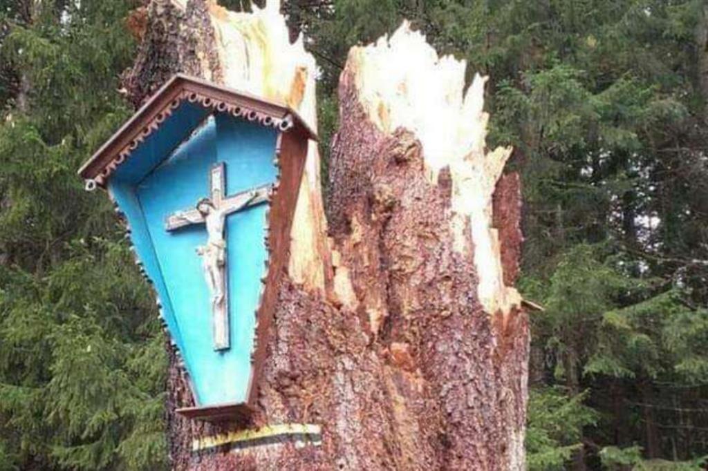 In una foresta del Bellunese, un capitello votivo con un crocifisso è rimasto appeso su un mozzicone di albero resistendo alla furia distruttiva del vento